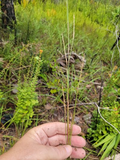 Andropogon stolonifer, photographed by Jay Horn