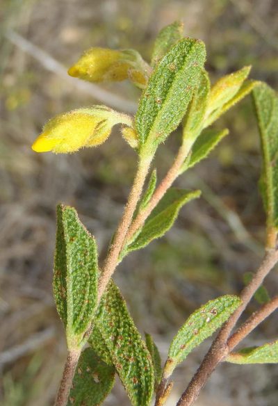 Hermannia decipiens, photographed by Nicola van Berkel