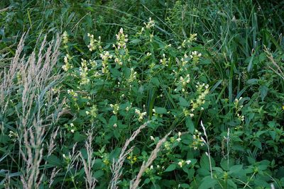 Galeopsis speciosa, photographed by Patrick Hacker