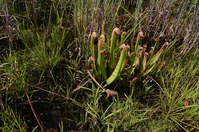 Sarracenia minor, photographed by Siddarth Machado