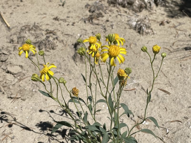 Platyschkuhria integrifolia, photographed by Bobby McCabe