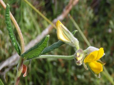 Rhynchosia chrysoscias, photographed by Nicola van Berkel