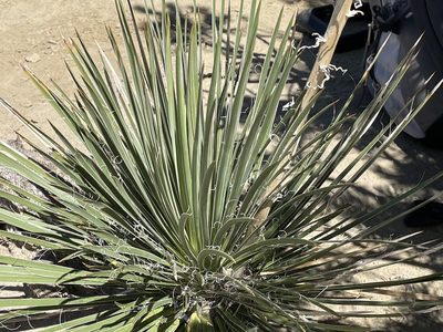 Yucca baileyi, photographed by Bobby McCabe
