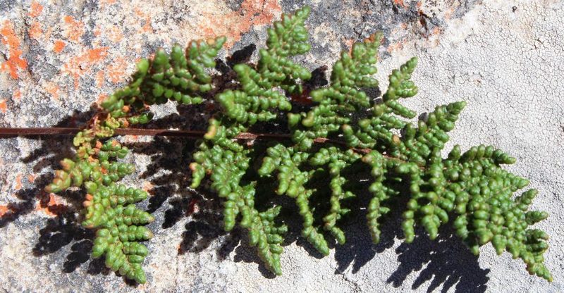 Choristosoria induta, photographed by Tony Rebelo