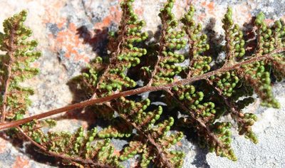 Choristosoria induta, photographed by Tony Rebelo
