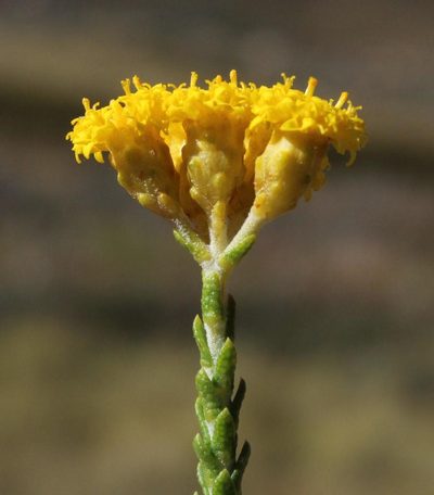 Athanasia microphylla, photographed by Tony Rebelo