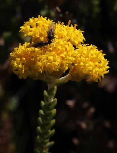 Athanasia microphylla, photographed by Tony Rebelo