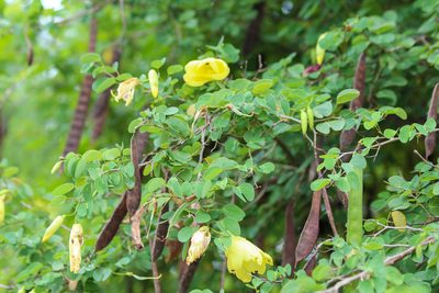 Bauhinia tomentosa, photographed by Alec McClay