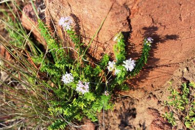Agathosma ciliaris, photographed by Tony Rebelo