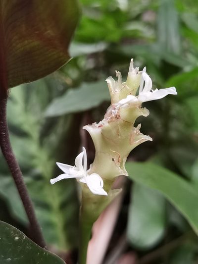 Goeppertia albertii, photographed by Eduardo Chacón Madrigal