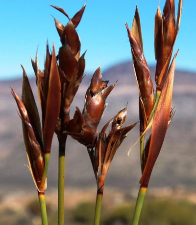 Cannomois aristata, photographed by Tony Rebelo