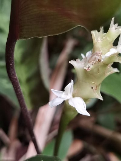 Goeppertia albertii, photographed by Eduardo Chacón Madrigal