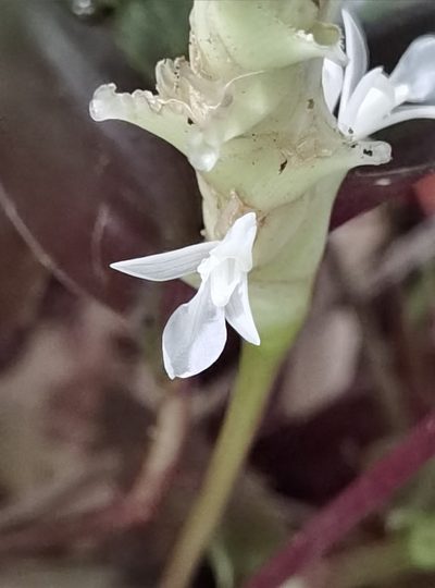 Goeppertia albertii, photographed by Eduardo Chacón Madrigal