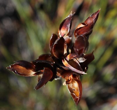 Cannomois primosii, photographed by Tony Rebelo
