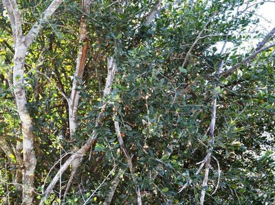 Boscia mossambicensis, photographed by M Kriek