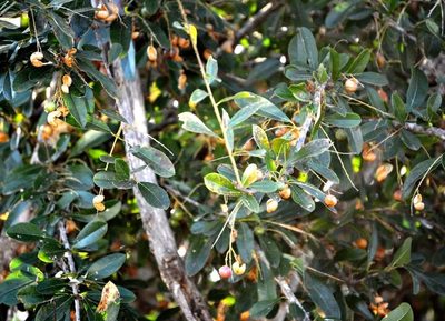 Boscia mossambicensis, photographed by M Kriek