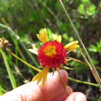 Gaillardia pinnatifida, photographed by Annika Lindqvist