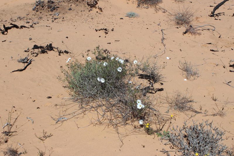 Ursinia speciosa, photographed by Tony Rebelo