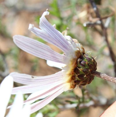 Ursinia speciosa, photographed by Tony Rebelo