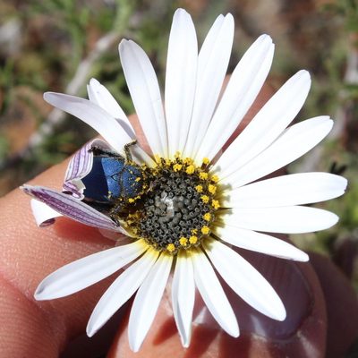 Ursinia speciosa, photographed by Tony Rebelo