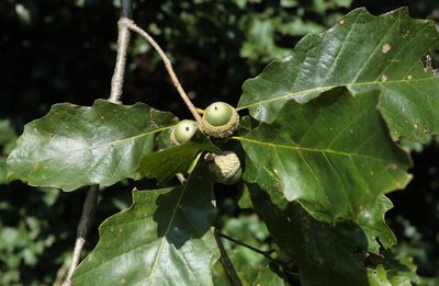 Quercus prinoides, photographed by Jeff Clark