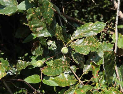 Quercus prinoides, photographed by Jeff Clark