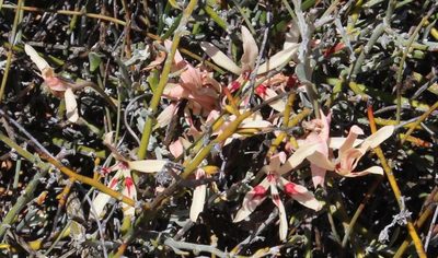 Babiana brachystachys, photographed by Tony Rebelo