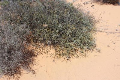 Babiana brachystachys, photographed by Tony Rebelo