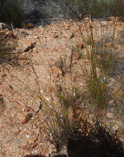 Rhodocoma fruticosa, photographed by Nicola van Berkel