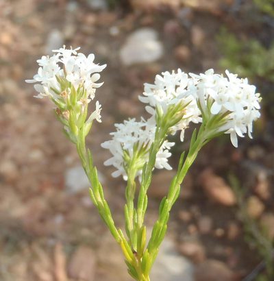 Selago aspera, photographed by Nicola van Berkel