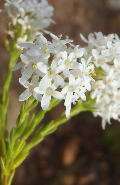 Selago aspera, photographed by Nicola van Berkel