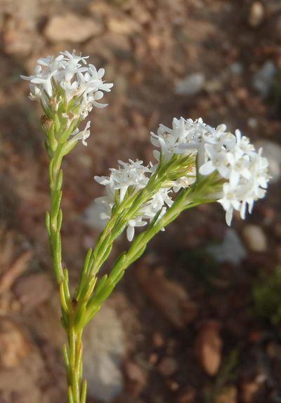 Selago aspera, photographed by Nicola van Berkel