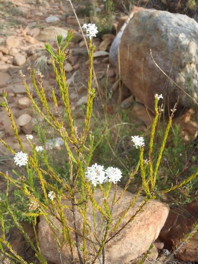 Selago aspera, photographed by Nicola van Berkel
