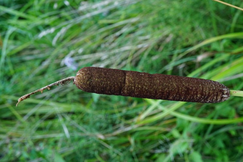 Typha shuttleworthii, photographed by Patrick Hacker