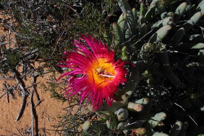 Jordaaniella spongiosa, photographed by Tony Rebelo