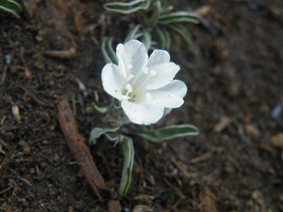 Falkia oblonga, photographed by Antoinette Eyssell Knox