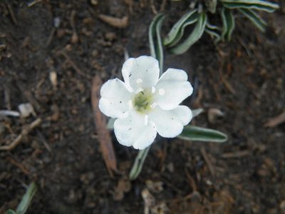 Falkia oblonga, photographed by Antoinette Eyssell Knox