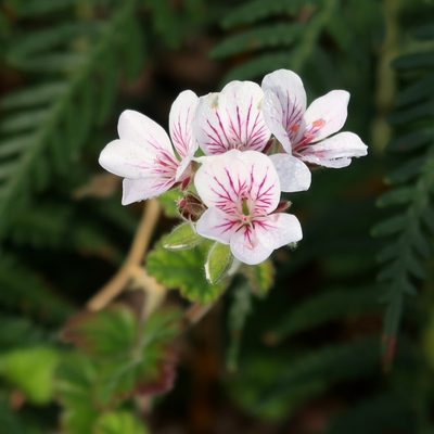 Pelargonium australe, photographed by Cowirrie