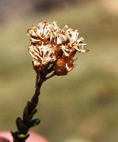 Athanasia microphylla, photographed by Tony Rebelo