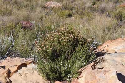 Athanasia microphylla, photographed by Tony Rebelo