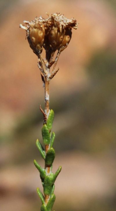 Athanasia microphylla, photographed by Tony Rebelo