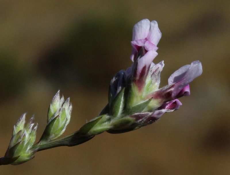 Amphithalea cedarbergensis, photographed by Tony Rebelo