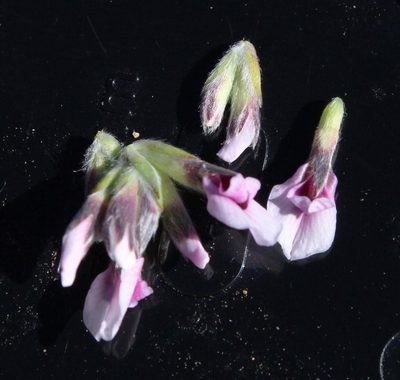 Amphithalea cedarbergensis, photographed by Tony Rebelo