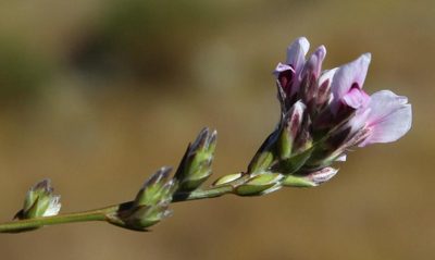 Amphithalea cedarbergensis, photographed by Tony Rebelo