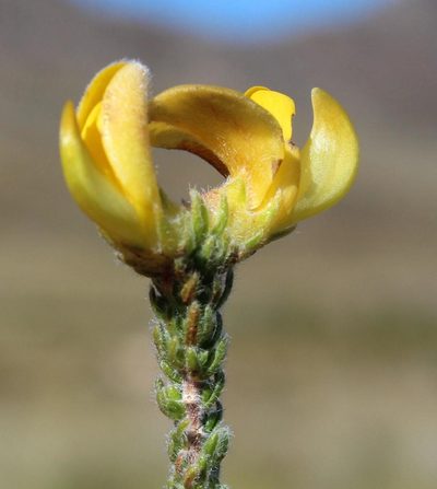 Aspalathus galeata, photographed by Tony Rebelo