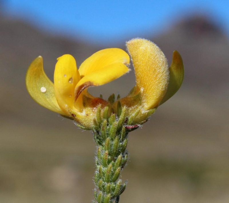 Aspalathus galeata, photographed by Tony Rebelo