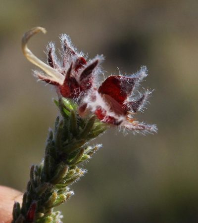 Aspalathus galeata, photographed by Tony Rebelo