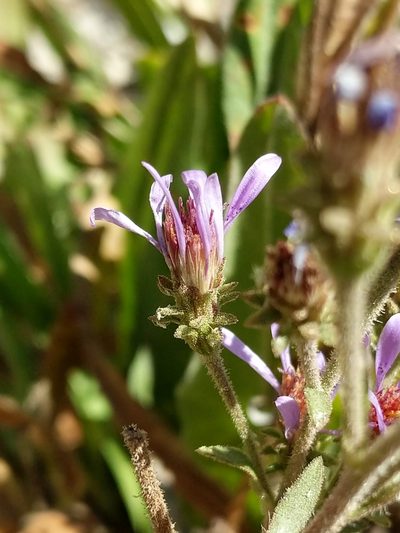 Eurybia integrifolia, photographed by Jim Kingdon