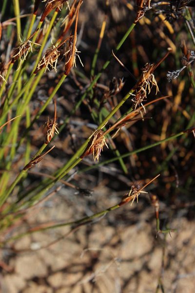 Schoenus pictus, photographed by Tony Rebelo