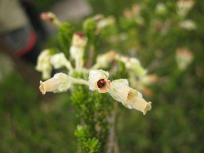 Erica mallotocalyx, photographed by Di Turner